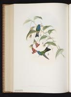 Chlorestes notatus x Hylocharis cyanus plate 333