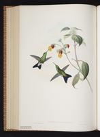 Eucephala chlorocephala plate 332