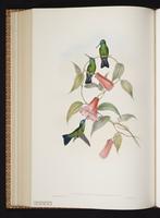 Chlorestes notatus x Thalurania glaucopis plate 331