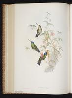 Blue-headed Sapphire plate 330