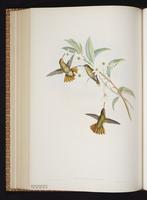 Gilded Hummingbird, Gilded Sapphire plate 329