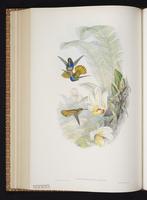 Blue-throated Goldentail, Blue-throated Sapphire, Zafiro garganta azul plate 328