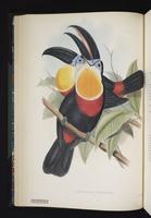 Ramphastos vitellinus plate 13