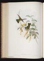 Humboldt's Sapphire plate 327