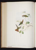 Golden-tailed Sapphire plate 326