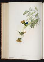 Golden-tailed Sapphire plate 325