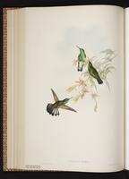 Stripe-tailed Hummingbird, Colibrí cola rayada plate 324