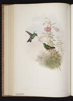 Indigo-capped Hummingbird plate 323
