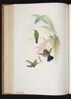 Steely-vented Hummingbird plate 322