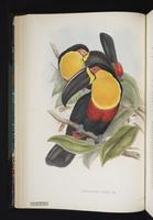 Ramphastos ariel plate 12