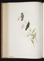 Steely-vented Hummingbird plate 321