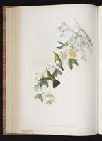 Snowy-bellied Hummingbird plate 319