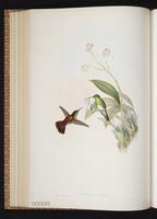 Snowy-bellied Hummingbird plate 318