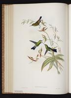 Copper-rumped Hummingbird plate 317