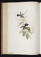 Blue-tailed Hummingbird, Colibrí cola azul plate 315