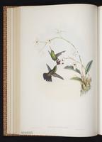 Green-bellied Hummingbird plate 314