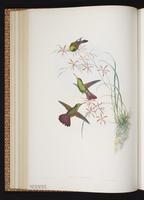 Berylline Hummingbird, Colibrí berilo plate 313