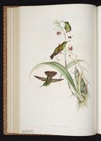 Berylline Hummingbird, Colibrí berilo plate 312