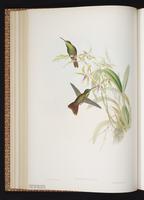 Rufous-tailed Hummingbird, Colibrí cola rojiza plate 311