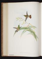 Chestnut-bellied Hummingbird plate 310