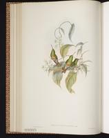 Buff-bellied Hummingbird, Colibrí yucateco plate 309