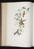 Buff-bellied Hummingbird, Colibrí yucateco plate 308