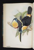 Ramphastos osculans plate 10
