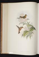 Cinnamon Hummingbird, Colibrí canela plate 307