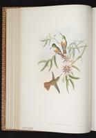 Amazilia Hummingbird plate 306