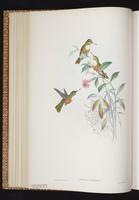 Amazilia Hummingbird plate 305