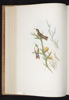 Loja Hummingbird plate 304