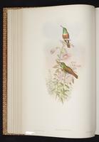 Amazilia Hummingbird plate 303
