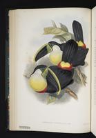 Ramphastos citreolaemus plate 9