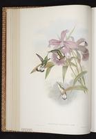 White-tailed Emerald plate 300