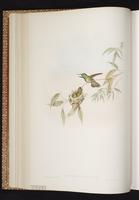 Versicolored Emerald plate 299