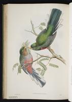 Black-tailed trogon plate 35