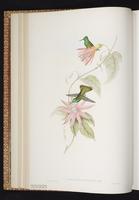 Versicolored Emerald plate 297