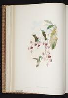 Versicolored Emerald plate 296