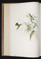 Andean Emerald plate 295