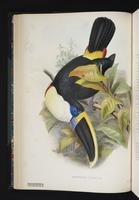 Ramphastos cuvieri plate 8