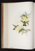 Plain-bellied Emerald plate 294