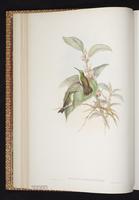 White-chested Emerald plate 293