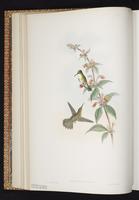 White-bellied Emerald, Colibrí cándido plate 292
