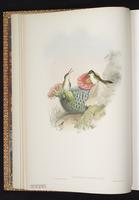 Amazilia chionogaster  plate 290