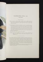 Monograph of the Ramphastidae, 2:62