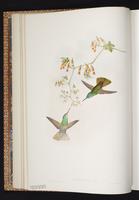 Agyrtria cyanocephala x Saucerottia beryllina plate 289