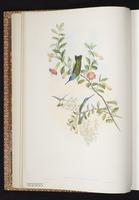 Andean Emerald plate 288