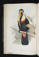 Ramphastos inca plate 7