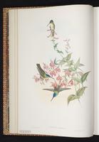 Andean Emerald plate 287