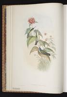 Azure-crowned Hummingbird, Colibrí corona azul plate 286